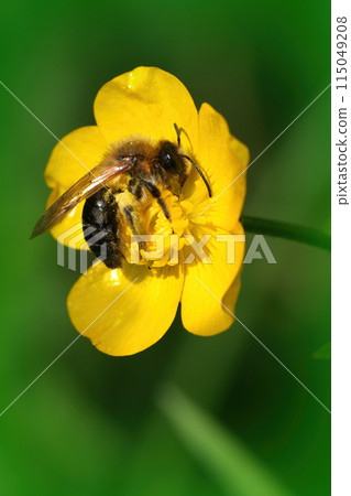 Closeup on a female Grey-patched mining bee, Andrena nitia in a yellow buttercup flower 115049208