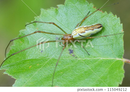 Closeup on a European long-jawed orb-weaver spider, Tetragnatha, laying on a green leaf 115049212