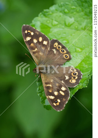 Vertical closeup on a European brown speckled wood butterfly, Pararge aegeria with spread wings Vertical closeup on a European brown speckled wood butterfly, Pararge aegeria with spread wings 115049215