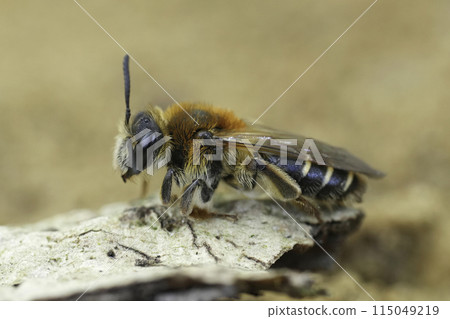 Closeup on a female Short-fringed mining bee, Andrena dorsata sitting on a piece of wood 115049219
