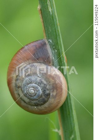 Closeup on a European Kentish Snail, Monacaha cantiana , a terrestrial pulmonate gastropod Closeup on a European Kentish Snail, Monacaha cantiana , a terrestrial pulmonate gastropod 115049224