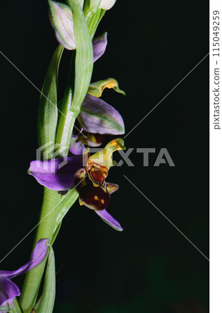 The Ophrys apifera plant 115049259