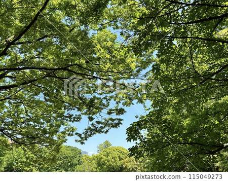 Clear sky and trees 115049273