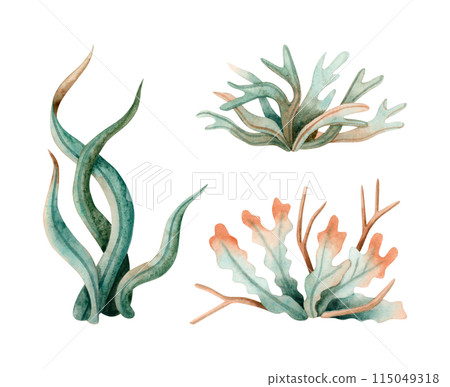 Ocean seaweed watercolor illustration set isolated on white. Monochrome underwater coral reef plants collection in green and orange colors. Sea bottom drawing for marine design and nautical print Ocean seaweed watercolor illustration set isolated on white. Monochrome underwater coral reef plants collection in green and orange colors. Sea bottom drawing for marine design and nautical print 115049318