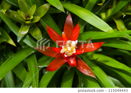 A scarlet red airplant seen at Singapore Botanical Garden in 2024 115049443