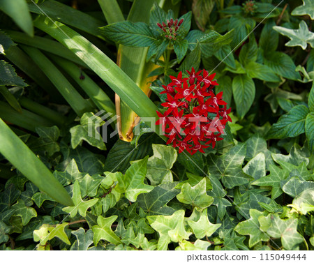 Beautiful red flower in a background of green leaves seen at Singapore Botanical Gardens in 2024. Beautiful red flower in a background of green leaves seen at Singapore Botanical Gardens in 2024. 115049444