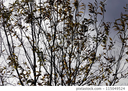 Autumn deciduous trees and thick rain clouds 115049524