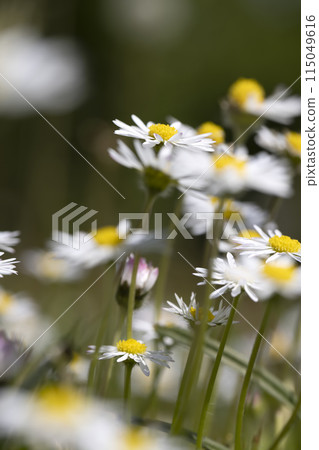 beautiful white flowers on a green grass background 115049616