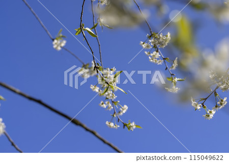 white flowers on cherry trees in the orchard white flowers on cherry trees in the orchard 115049622