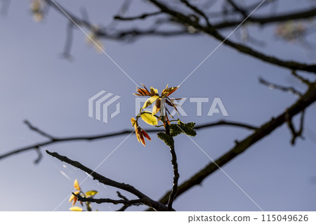 flowering walnut trees in the orchard 115049626