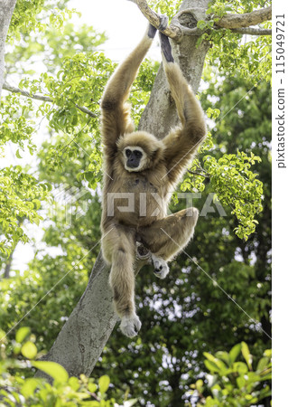 White-handed gibbon hanging from a tree White-handed gibbon hanging from a tree 115049721