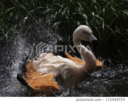 火烈鳥沐浴 火烈鳥沐浴 115049724