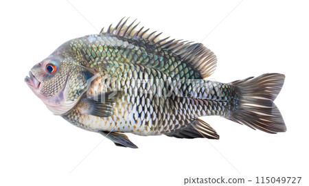 Nile Tilapia fish, Oreochromis niloticus isolated on transparent white background. 115049727