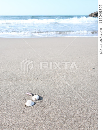 Sea, shore, shells, summer image Sea, shore, shells, summer image 115049895