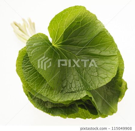 Wasabi leaves Wasabi leaves 115049908