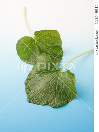 Wasabi leaves Wasabi leaves 115049913