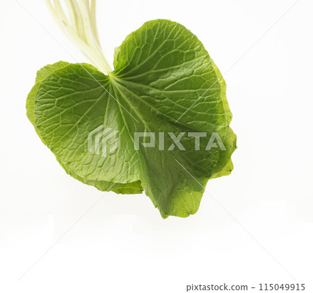 Wasabi leaves Wasabi leaves 115049915