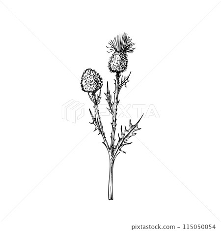 Vector Burdock. Hand painted arctium flower. Graphic clip art isolated on background. Botanical and wedding illustration. For designers, invitations, decoration, postcards, wrapping paper, Vector Burdock. Hand painted arctium flower. Graphic clip art isolated on background. Botanical and wedding illustration. For designers, invitations, decoration, postcards, wrapping paper, 115050054