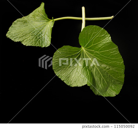 Wasabi leaves 115050092