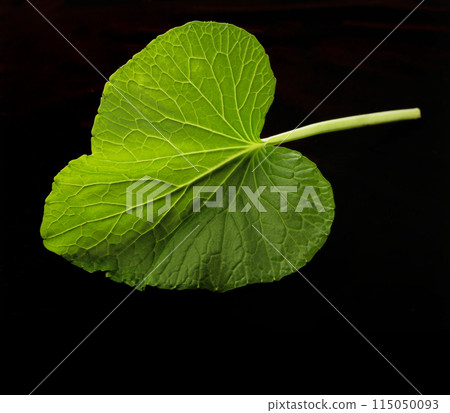 Wasabi leaves Wasabi leaves 115050093