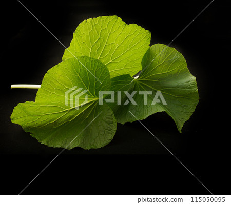 Wasabi leaves 115050095