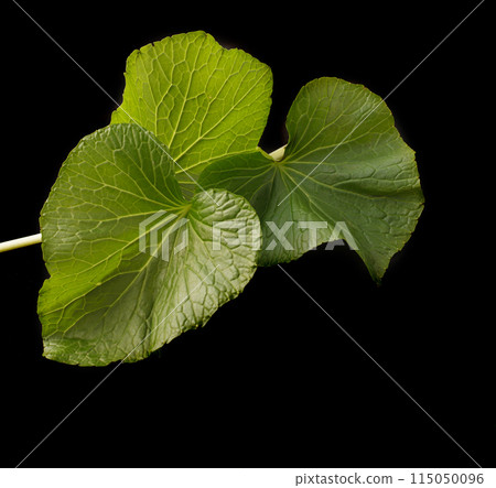 Wasabi leaves Wasabi leaves 115050096