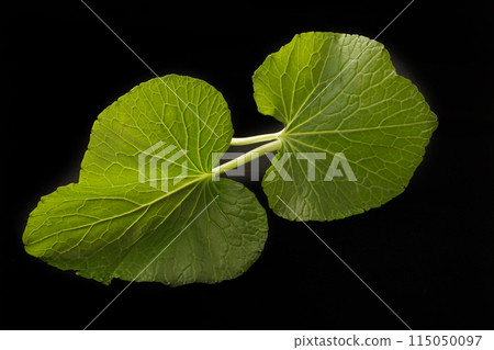 Wasabi leaves 115050097