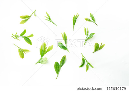 Tea leaves New tea 115050179