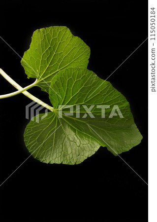 Wasabi leaves 115050184