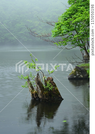 森林和湖泊籠罩在霧中 森林和湖泊籠罩在霧中 115050198