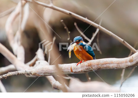 A cute kingfisher (Alcedinidae) catching a small fish. Koishikawa Botanical Garden, Bunkyo-ku, Tokyo, Japan. February 2024 A cute kingfisher (Alcedinidae) catching a small fish. Koishikawa Botanical Garden, Bunkyo-ku, Tokyo, Japan. February 2024 115050206