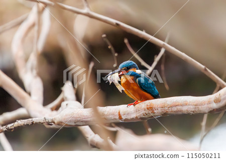 A cute kingfisher (Alcedinidae) catching a small fish. Koishikawa Botanical Garden, Bunkyo-ku, Tokyo, Japan. February 2024 115050211