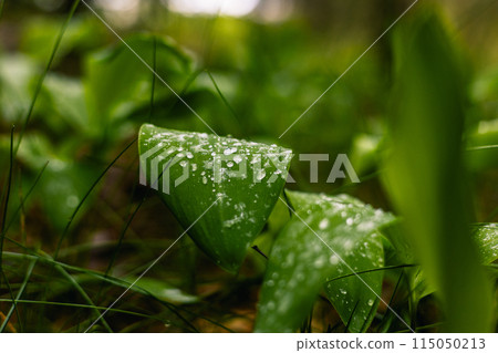 Green leaves of lily of the valley are covered with drops of water after rain in the forest. Beautiful young lilies of the valley grow in the spring after rain on forest soil. 115050213