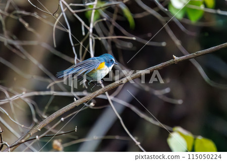 可愛的藍鶲（flycatcher）是一隻快樂的藍色小鳥，拍動翅膀飛走。  日本東京文京區小石川植物園 115050224