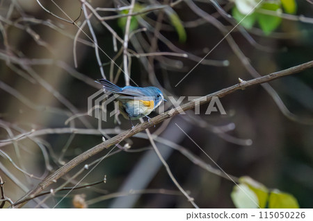 可愛的藍鶲(flycatcher)是一隻快樂的藍色小鳥,拍動翅膀飛走。  日本東京文京區小石川植物園 可愛的藍鶲(flycatcher)是一隻快樂的藍色小鳥,拍動翅膀飛走。  日本東京文京區小石川植物園 115050226