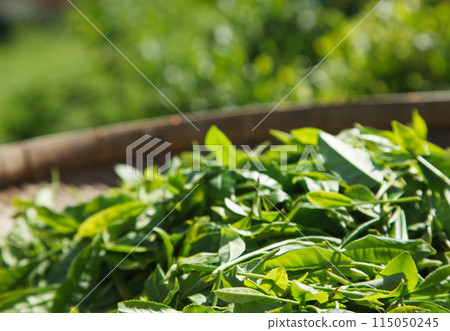 New tea image 115050245