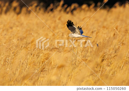 A beautiful northern harrier (Accipitridae) soaring over the reeds to hunt in the Watarase Reservoir, Tochigi City, Tochigi Prefecture, Japan. 115050260
