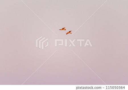 A beautiful pair of grey-streaked harriers (Accipitridae) flying in the evening to roost. Watarase Yusui, Tochigi City, Tochigi Prefecture, Japan. 115050364