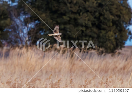 A beautiful gray warbler (family of hawks) that flies and roosts in the evening. At Watarase Reservoir, Tochigi City, Tochigi Prefecture, Japan A beautiful gray warbler (family of hawks) that flies and roosts in the evening. At Watarase Reservoir, Tochigi City, Tochigi Prefecture, Japan 115050397