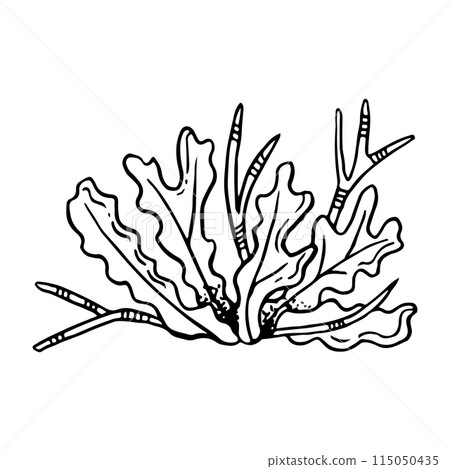 Black and white seaweed line vector illustration. Monochrome underwater sea bottom plant drawing for coloring, marine designs, natural cosmetics and nautical prints 115050435