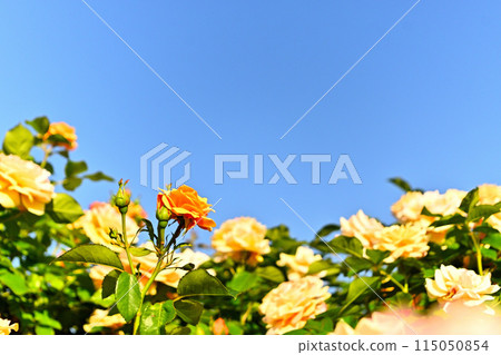 Rose shining in the blue sky Rose shining in the blue sky 115050854