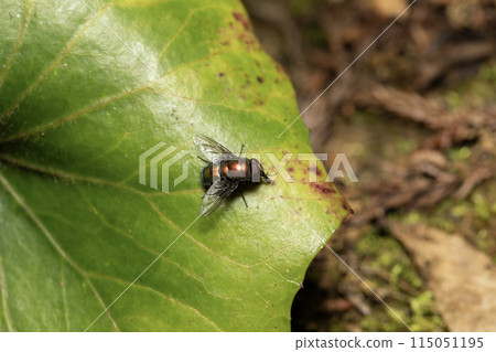 Broad-headed fly Broad-headed fly 115051195