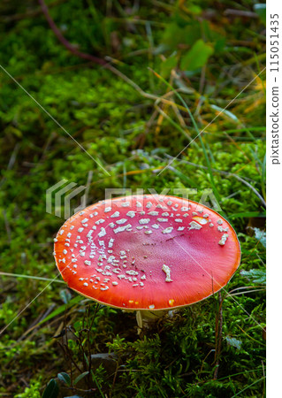 Amanita Muscaria, poisonous mushroom. Photo has been taken in the natural forest background Amanita Muscaria, poisonous mushroom. Photo has been taken in the natural forest background 115051435