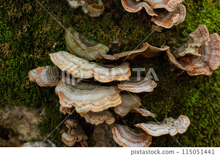 Trametes versicolor, also known as Polyporus versicolor, is a common polypore mushroom found throughout the world and also a well-known traditional medicinal mushroom growing on tree trunks 115051441