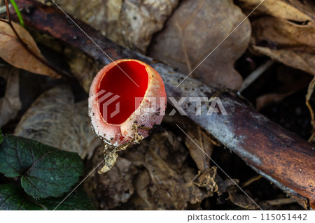 Spring edible red mushrooms Sarcoscypha grow in forest. close up. sarcoscypha austriaca or Sarcoscypha coccinea - mushrooms of early spring season, known as Scarlet elf cup. fresh fungus picking Spring edible red mushrooms Sarcoscypha grow in forest. close up. sarcoscypha austriaca or Sarcoscypha coccinea - mushrooms of early spring season, known as Scarlet elf cup. fresh fungus picking 115051442