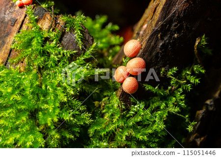 Orange red slime mold mushroom Lycogala epidendrum in the autumn forest Orange red slime mold mushroom Lycogala epidendrum in the autumn forest 115051446