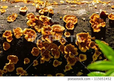 Stereum hirsutum, also called false turkey tail and hairy curtain crust, is a fungus typically forming multiple brackets on dead wood. It is also a plant pathogen infecting peach trees 115051452