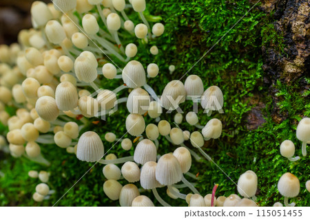Mycena epipterygia is a species of fungus in the family Mycenaceae of mushrooms commonly found in Europe.It is commonly known as yellowleg bonnet or yellow-stemmed mycena 115051455