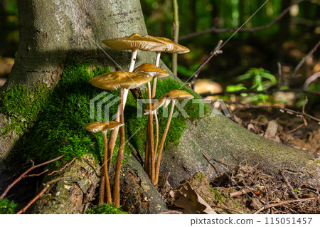 Edible mushroom Hymenopellis radicata or Xerula radicata on a mountain meadow. Known as deep root mushroom or rooting shank. Wild mushroom growing in the grass 115051457