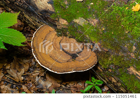 brown bear bread mushroom with white borders and green moss in the forest - Ganoderma applanatum 115051461